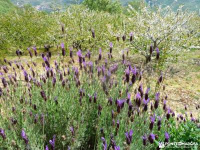 Cerezos flor_Valle del Jerte;que podemos visitar en madrid nacedero de urederra rutas por la sierra 